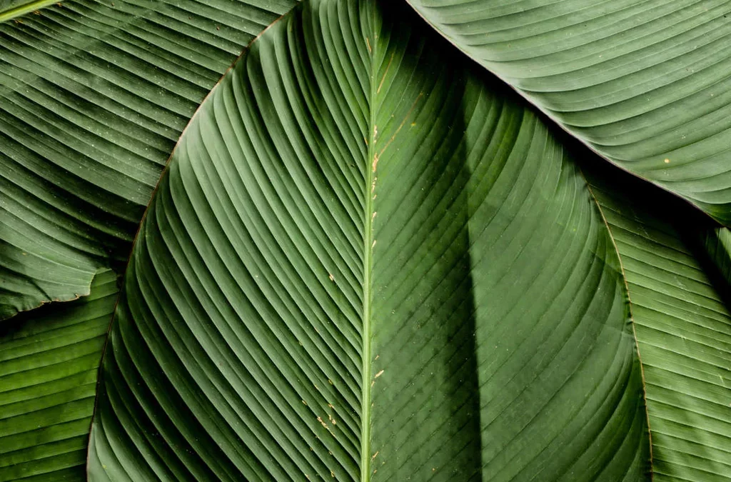 Jadah Tempe in Kaliurang: A delicious stop near the birthplace of tempeh